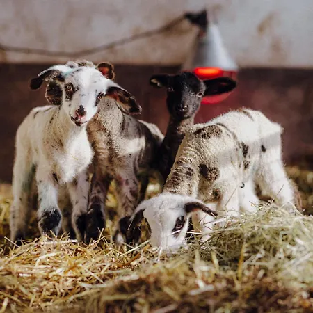 Bio-kinderbauernhof Wilmershof Титизее-Нойштадт